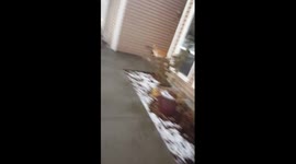 Therapy Dog Goes Bonkers Seeing Her Veteran for the First Time in Two Months