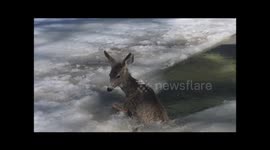Good samaritans rescue deer from frozen river