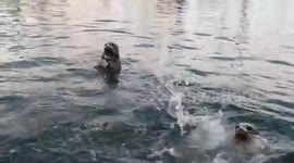 Newsflare Edit - Seal waves at people to ask for fish