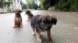 Dogs eating