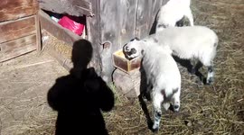 Sheeps eating