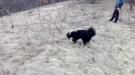 Dog search mouse