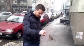 Hungry birds