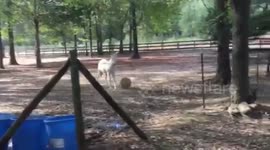 Mule shows off incredible football skills