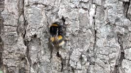 Bumble bee cleaning  itself and moved on by ant