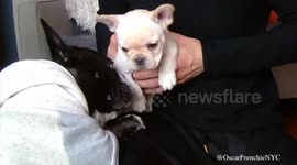 French Bulldog gets a little brother and their first encounter is the cutest thing!
