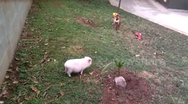 Running crazy pig and dog