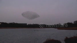 You won't believe this INCREDIBLE starling murmuration at dusk!