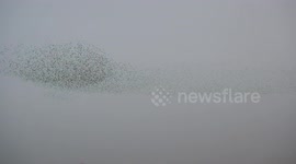 Incredible Starling Murmuration, MUST SEE!!! | Long Version