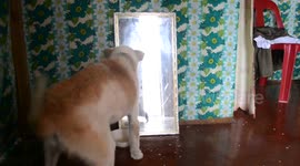 Adorable rescue dog attacks his reflection in mirror