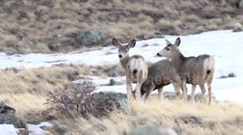 Mule Deer Herd