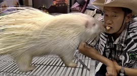 Man feeds porcupine sweet oranges mouth to mouth