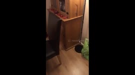 Cat brings home a present