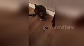 Cat brings home a 'present' to its owners and they aren't happy