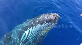 Humpback breaches and 'waves' to whale watching tourists