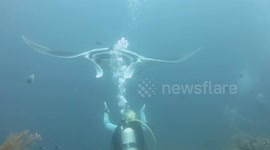 Diver has close encounter with giant manta ray