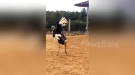 Excited ostrich at zoo performs balletic spinning moves