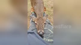 Rescue wild deer falls asleep on carer's lap
