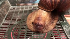 Fascinating video of giant African land snail recoiling then expanding its face