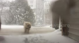 Westie in Winter Storm Stella