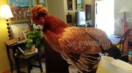 Crazy Chicken Roosts on Lamp