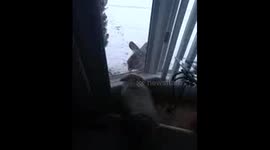 Dog carefully watches deer eat