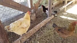 Mouthy Grumpy Hens