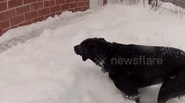 Dog playing in Blizzard 2017