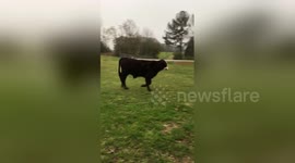Bull calf 'terrorises' dog