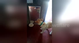 Newsflare Edit - Killer the Rescue dog still hates his reflection!!! Part2