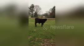 Newsflare Edit - Bull calf 'terrorises' dog
