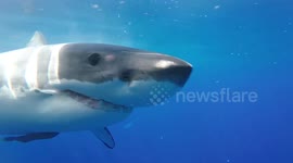 Curious great white shark comes in for close inspection of divers