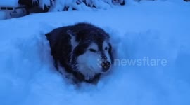 Woman struggles to find her dog after it got lost in the snow