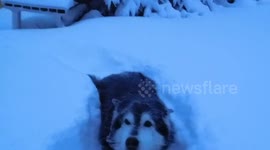 Snow Storm Too Much for Pinga Our Alaskan Malamute
