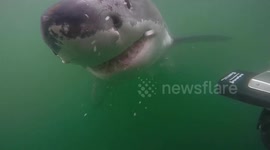 Ultra-close encounter with an impressive great white shark