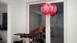 Burmese cat plays with balloons