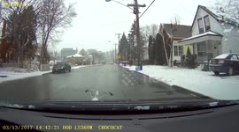 Seagull 'cuts off' driver in Canada