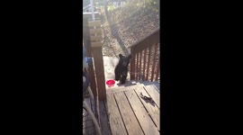Bear cub wonders onto the porch.