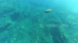 Green Sea Turtle