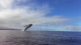 Whale Watching off Puako Hawaii on New Years Day 2017