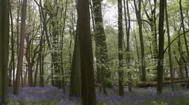 Spring Bluebell Carpet