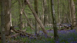 SPRING BLUEBELL FOREST