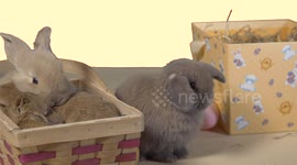 Baby Bunnies at Easter