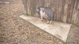 Funny Pig Scratching an Itch