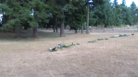 Man astonished by ducks behaviour.