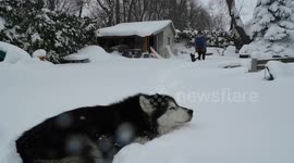 Alaskan Malamute Good Snow Management