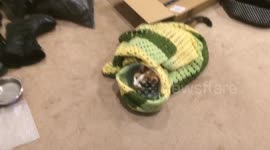 Burrito Cat