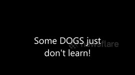 Talking Dogs caught stealing Girlfriend! Very Funny!