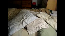 The laziest dog in the world!
