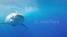 Newsflare Edit - Curious great white shark comes in for close inspection of divers